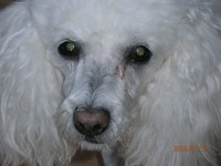 Esta es mi perrito Nico Esta es mi perrito Nico